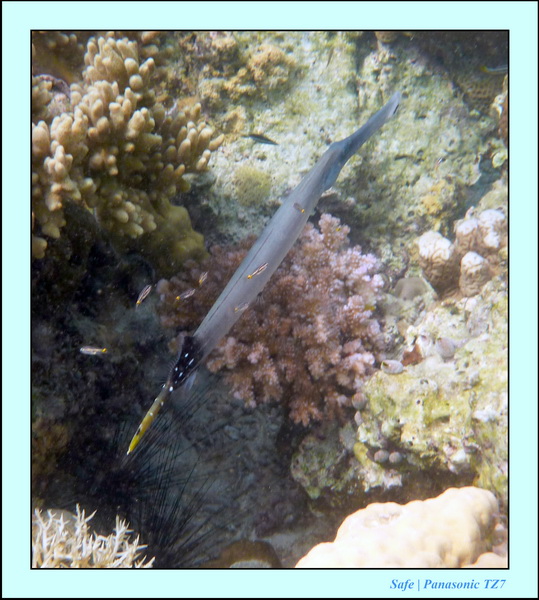 209   07   Sibuan 19